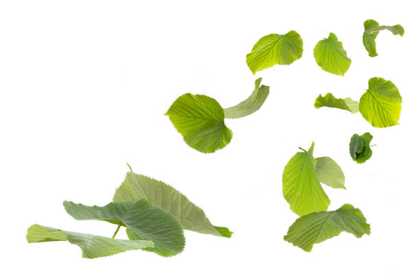 Green leaves flying isolated on white background as package design elements