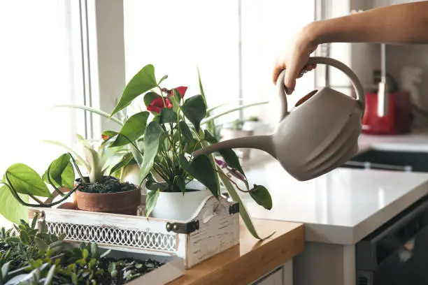 Photo of Home garden in the kitchen, Watering and caring for  house plants. Plants in pots on the window.