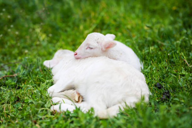 istock twin lambs lying together on the grass 1223076011