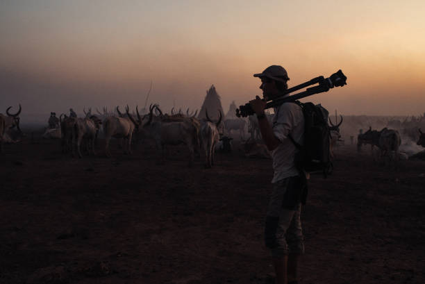 Photographer walks in front of a cattle herd at sunset He is carrying his tripod over his shoulder south sudan stock pictures, royalty-free photos & images