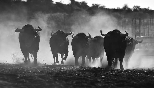 toros fuertes - competition action animal close up fotografías e imágenes de stock