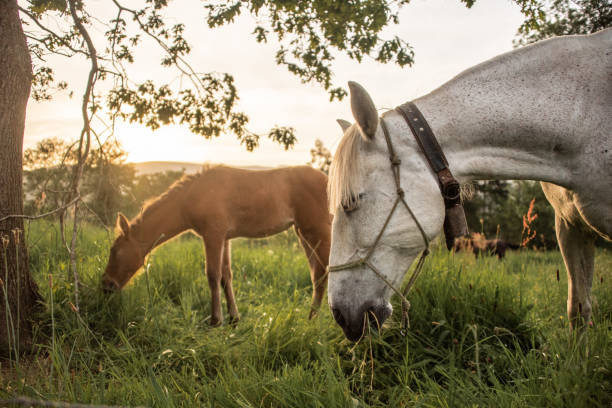 istock Horses eating grass in a field 1223076300