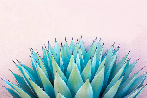 istock Blue Agave (American Aloe) Plant; Pink Background 1223076321