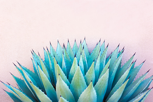 A spiky blue agave (American aloe) plant against a pink background. Copy space available above the plant. Concepts: teamwork, unity, working together, togetherness, sharp, sharp team.