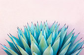 Blue Agave (American Aloe) Plant; Pink Background