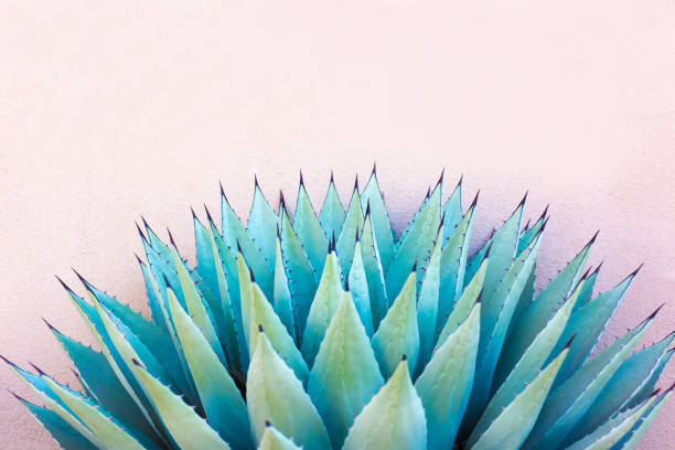 Blue Agave (American Aloe) Plant; Pink Background A spiky blue agave (American aloe) plant against a pink background. Copy space available above the plant. Concepts: teamwork, unity, working together, togetherness, sharp, sharp team. thorn photos stock pictures, royalty-free photos & images