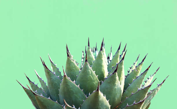 istock Blue Agave (American Aloe) Plant; Green Background 1223076376