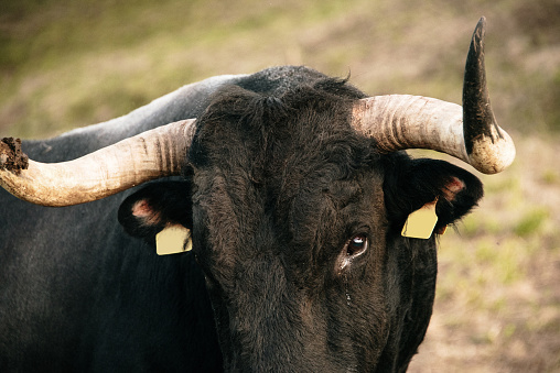 A close-up of a bull in a field