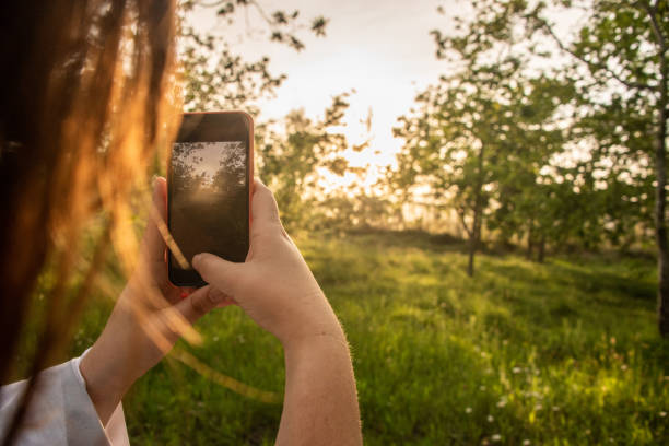 istock Taking a picture of a forest with a modern smartphone 1223078397