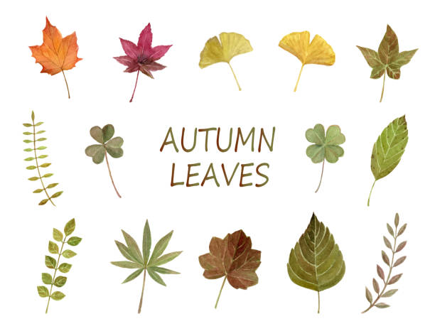aquarell-illustration von blättern. - maple leaf maple leaf green stock-grafiken, -clipart, -cartoons und -symbole