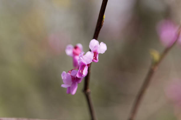 Flowers of an eastern redbud tree, Cercis canadensis.
