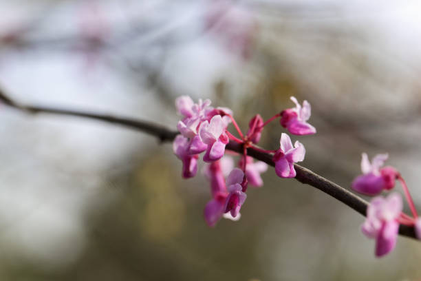 Flowers of an eastern redbud tree, Cercis canadensis.