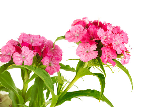 Beautiful bright pink flower Dianthus barbatus, Clade Tracheophytes, Family Caryophyllaceae on white isolated background