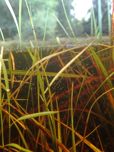 istock Underwater image of a moor lake in Germany 1223079496