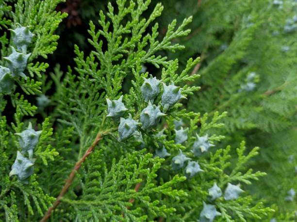 istock Blooming bush with tiny white flowers and fresh green conifer branches. Flowering shrub twigs tangled into spruce tree. Natural textures of deciduous leaves and fir needle branches 1223079509