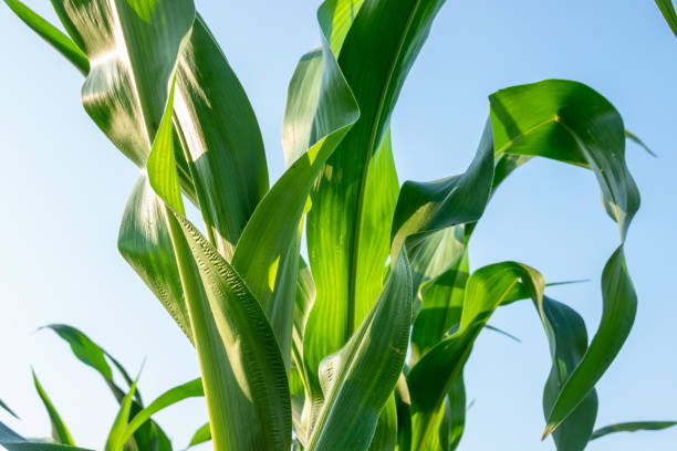 istock Corn grow in the agriculture field under blue sky 1223079540