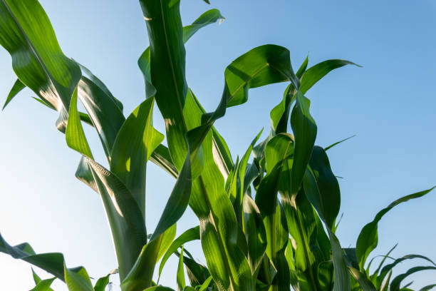 Corn grow in the agriculture field under blue sky