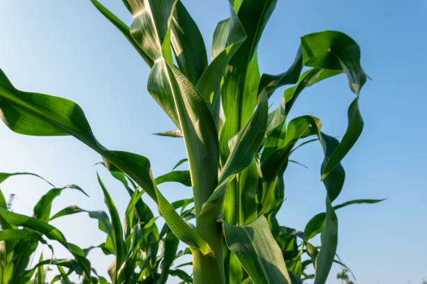 istock Corn grow in the agriculture field under blue sky 1223079557
