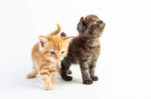 istock Cat baby tabby Kitten Cute Beautifu on white background 1223079593