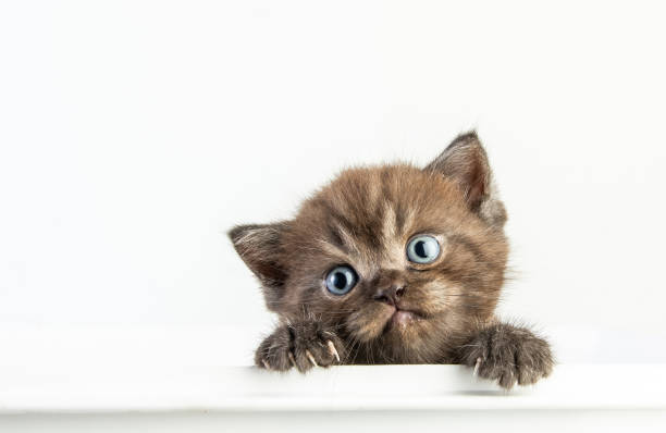 Cat baby tabby Kitten Cute Beautifu on white background stock photo