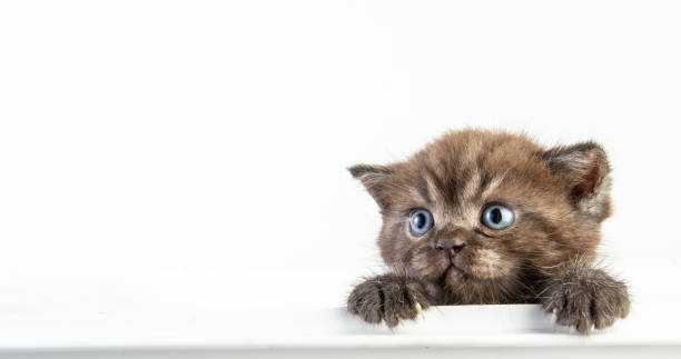 istock Cat baby tabby Kitten Cute Beautifu on white background 1223079602