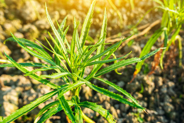 artemisia selengensis grow in the vegetable garden - tarragon close up herb bunch imagens e fotografias de stock