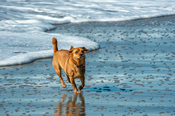 istock Large Brown Dog Playing in the Surf 1223082372