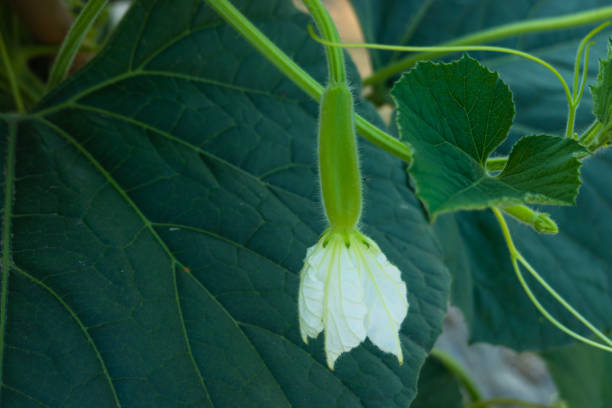 Cucurbita pepo L squash blossom in the agriculture field