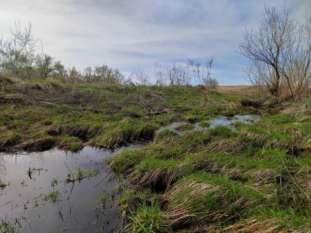 une petite rivière locale avec des plantes envahies sur les côtés. un matin de printemps clair et un ciel bleu reflété dans l’eau. écosystème de l’environnement naturel - reflection tranquil scene photography blue photos et images de collection