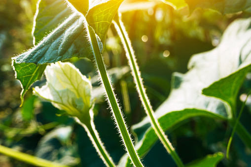 Cucurbita pepo L squash blossom in the agriculture field