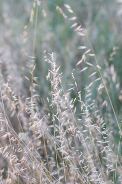 istock Background with Tall Dry Grass in the Breeze 1223083280