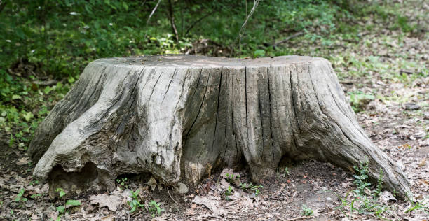 istock Surface of a cut stump from tree. Old wood trunk background 1223083368