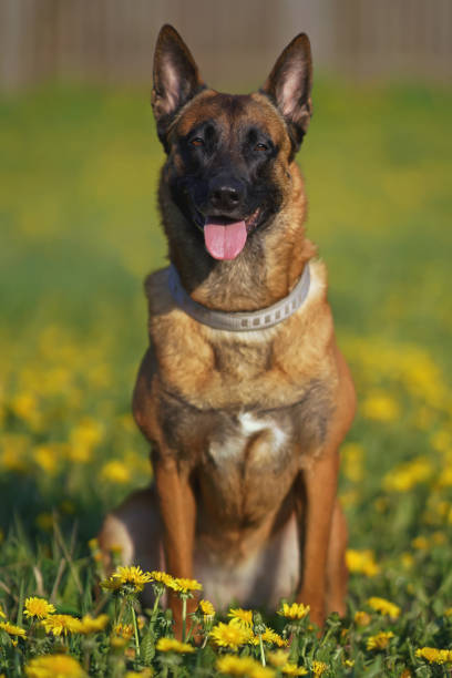 Happy Belgian Shepherd dog Malinois posing outdoors sitting on a green grass with yellow dandelions in spring