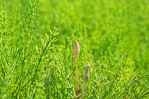 Equisetum arvense\nTsukushi