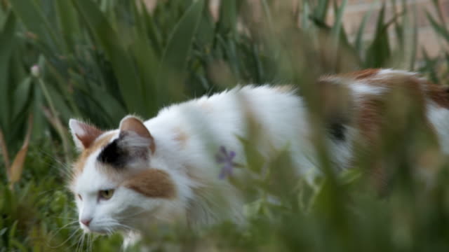 Low Angle Slow Motion Shot of a Beautiful Multi-Colored Calico Feline Pet Cat Walking Through a Lush Green Home Garden in Colorado