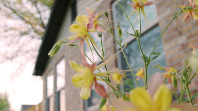 Slow Motion Close-Up Low Angle Handheld Shot of Beautiful Pink and Yellow Columbine Flowers in Front of a Brick Home a Manicured Home Garden in Colorado