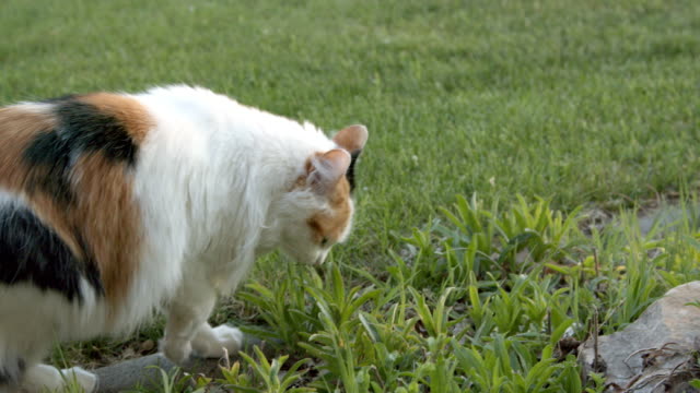 Low Angle Slow Motion Shot of a Beautiful Multi-Colored Calico Feline Pet Cat Walking Through a Lush Green Home Garden in Colorado