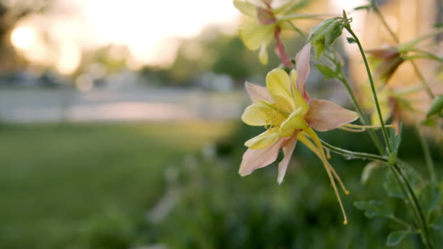 Slow Motion Close-Up Low Angle Handheld Shot of Beautiful Pink and Yellow Columbine Flowers in a Manicured Home Garden in Colorado