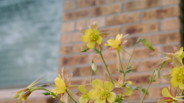 Slow Motion Close-Up Low Angle Handheld Shot of Beautiful Pink and Yellow Columbine Flowers in Front of a Brick Home a Manicured Home Garden in Colorado