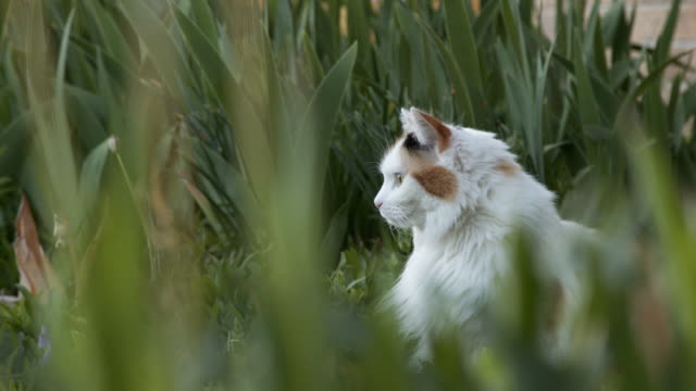 Low Angle Slow Motion Shot of a Beautiful Multi-Colored Calico Feline Pet Cat Sitting and Listening in a Lush Green Home Garden in Colorado