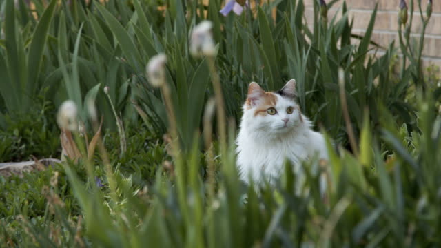 Low Angle Slow Motion Shot of a Beautiful Multi-Colored Calico Feline Pet Cat Sitting and Listening in a Lush Green Home Garden in Colorado