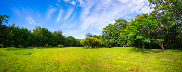piękne poranne światło i błękitne niebo w publicznym parku z zielonym polem trawiastym. - spring leaf wind sunlight zdjęcia i obrazy z banku zdjęć