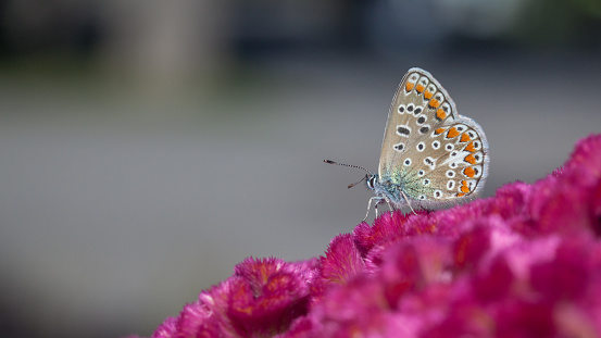 A blue Argus butterfly forages a silver Kelosia in summer in Quebec.
