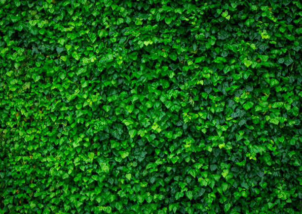 A photo of lush ivy overgrown the wall as a background Background material ivy stock pictures, royalty-free photos & images