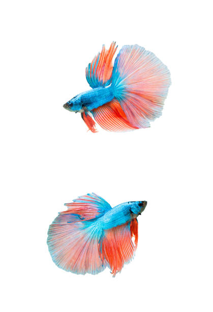 Betta fish, siamese fighting fish, betta splendens isolated on white background Betta fish, siamese fighting fish, betta splendens isolated on white background white halfmoon betta splendens fish stock pictures, royalty-free photos & images