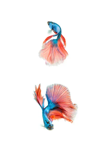 Photo of Betta fish, siamese fighting fish, betta splendens isolated on white background