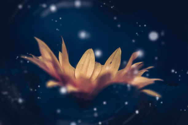 istock Dramatic Sunflower flower background; Nature background 1223089383