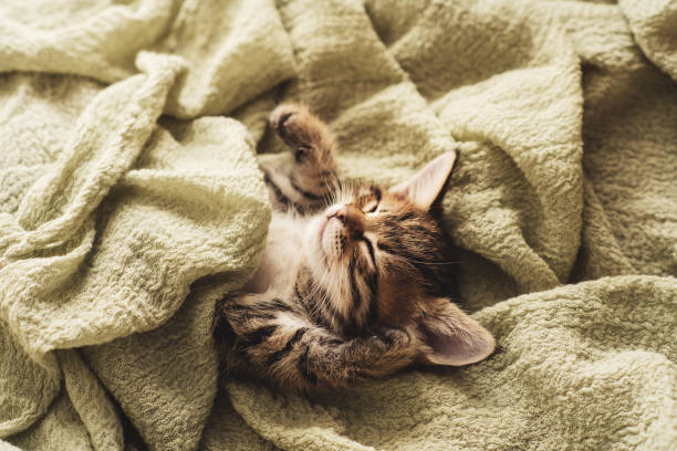 istock Kitten closed in towel warm sleepy small white 1223089674