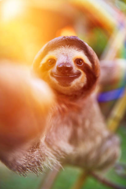 Happy, curious rescued Sloth touching my camera lens
