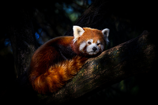 Portrait of red panda resting curled up on a branch. It's fur shines under the rays of the sun that burst through the canopy, showing why one of the names for this species is 